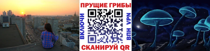 сколько стоит  Усолье-Сибирское  Псилоцибиновые грибы Cubensis 